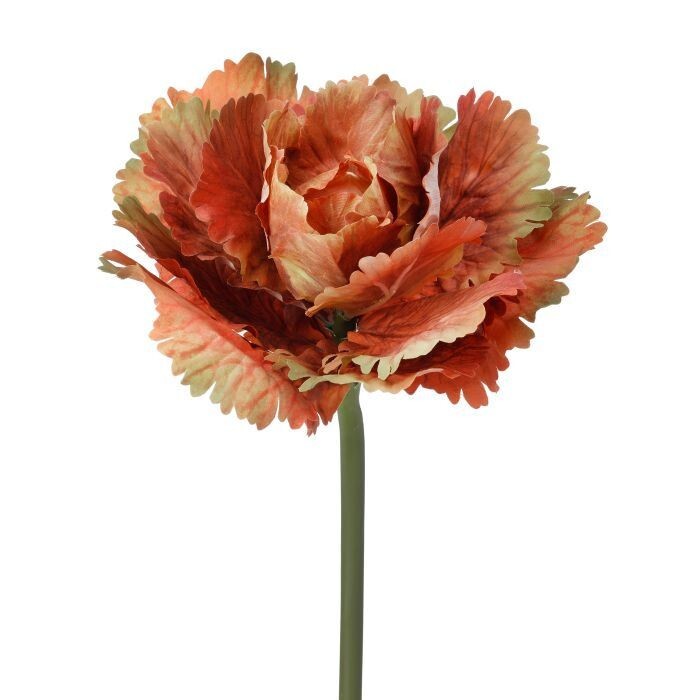 10" Autumn Cabbage Stem