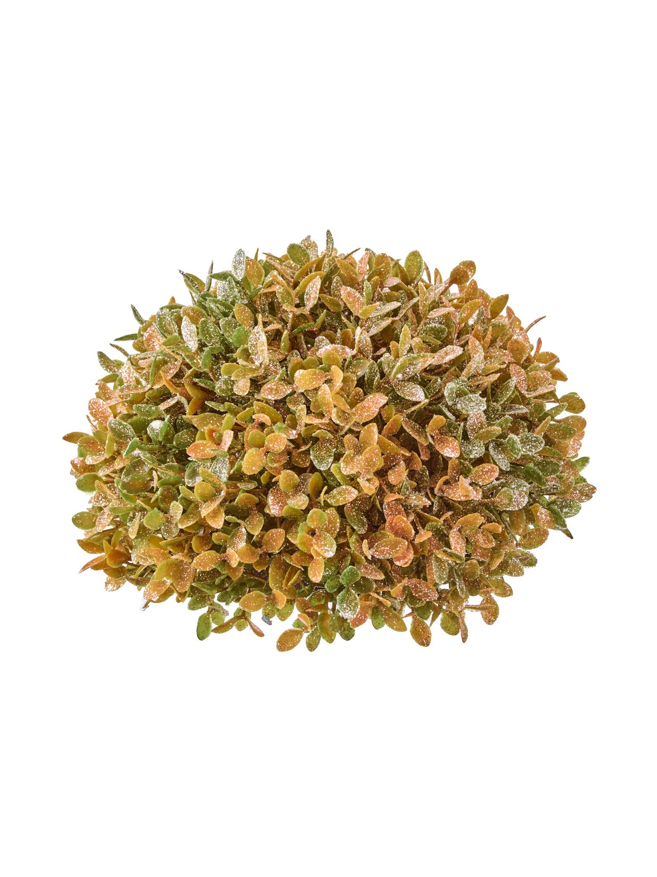 7"Autumn  Boxwood Mound