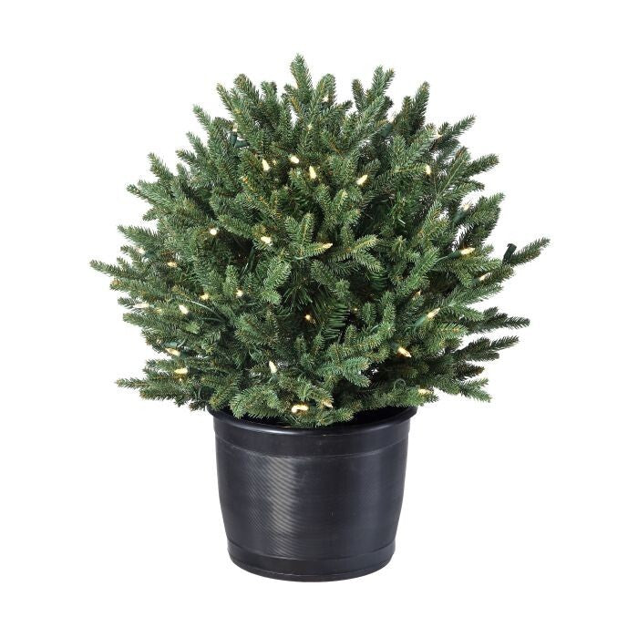 24" Led Ptd.Baby Noble Shrub 20"D 100L