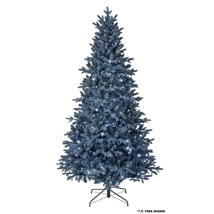 6' Led Blue Bavarian Spruce Tr 250L 1556T42"D