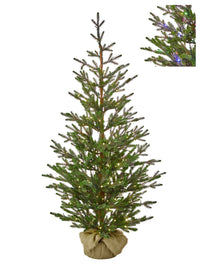 5'Dual3Mmled Sapling Sprce Treenburlp33