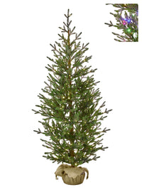 6'Dual3Mmled Sapling Sprce Treenburlp37