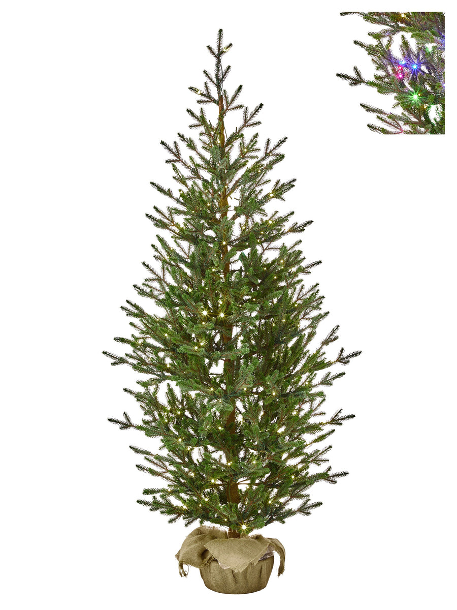 6'Dual3Mmled Sapling Sprce Treenburlp37"D250L