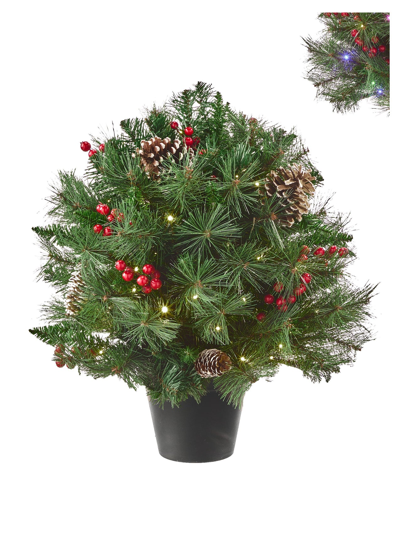 20"Ptd Dual3Mmled Deco Belgium Shrub 50L B/O