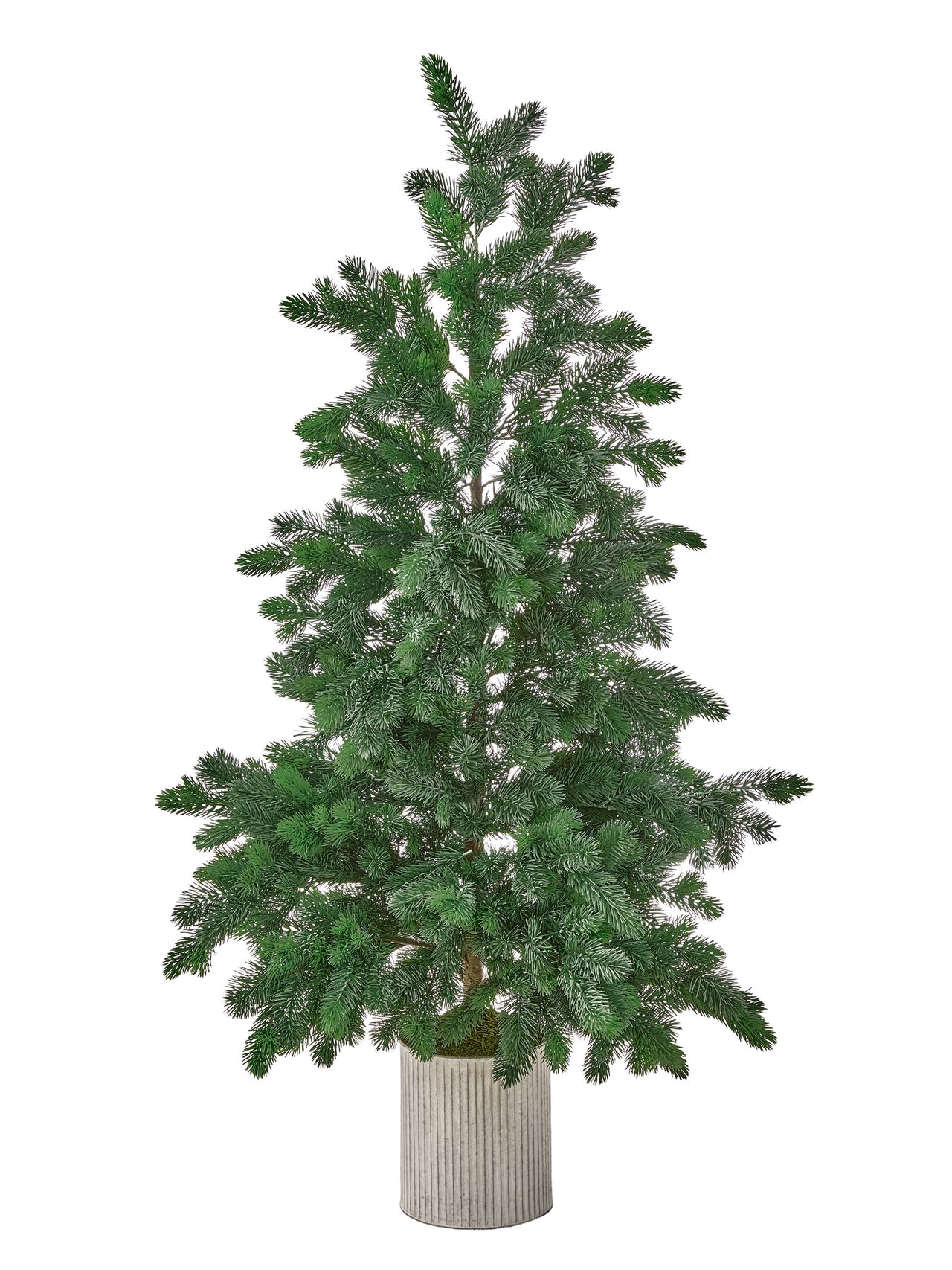60" Potted Princess Pine Tree