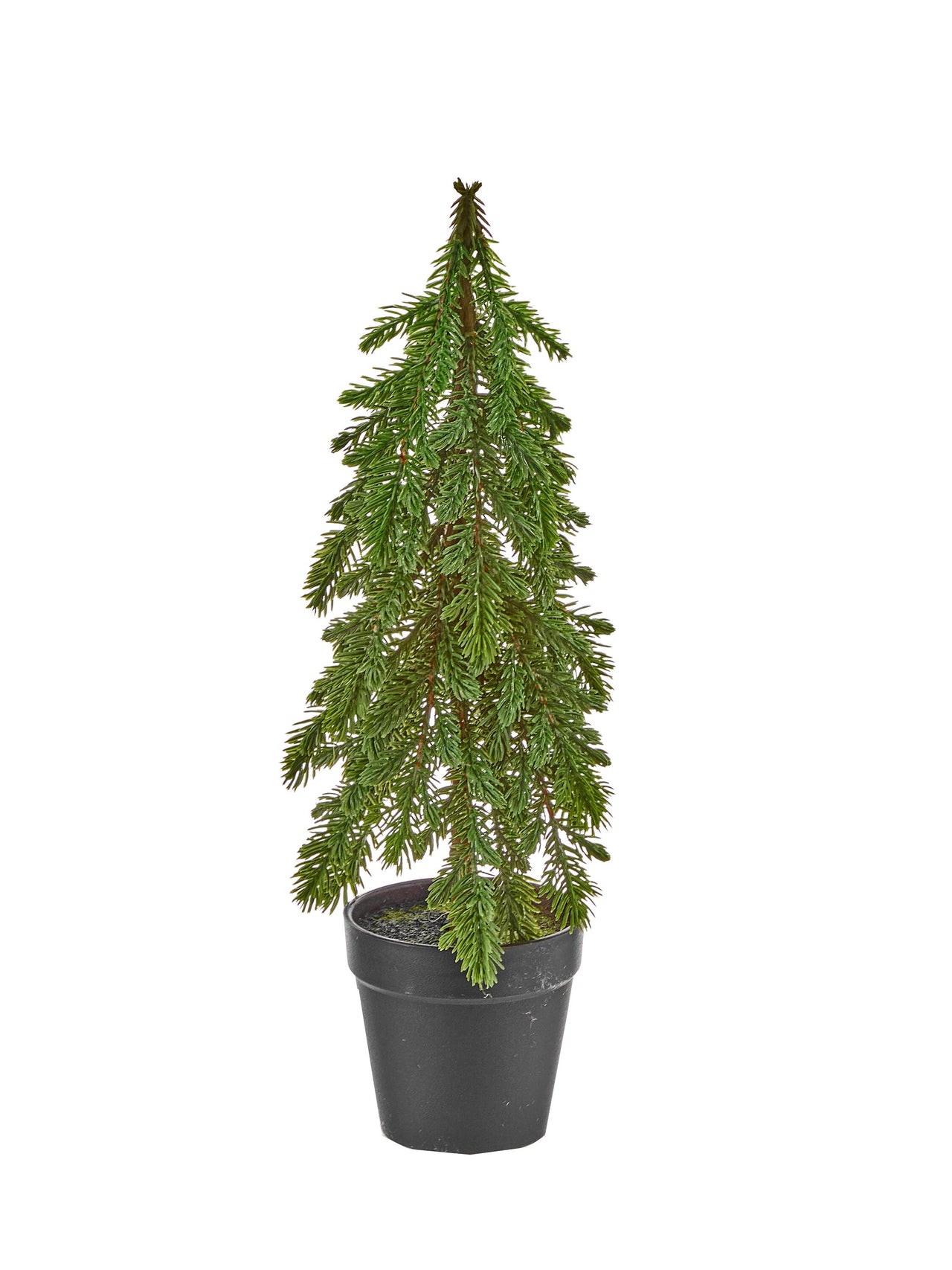 15" Potted Spruce Sappling Tree