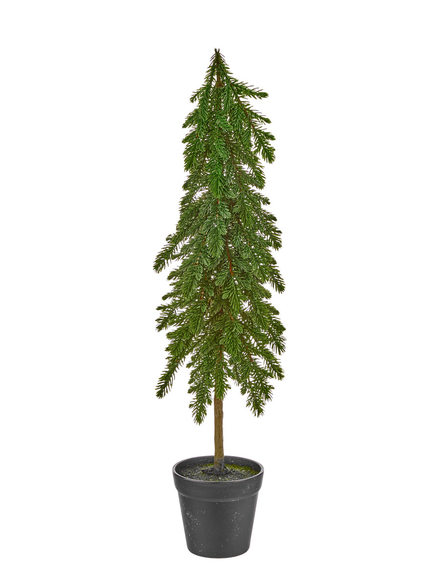 24" Potted Spruce Sappling Tree