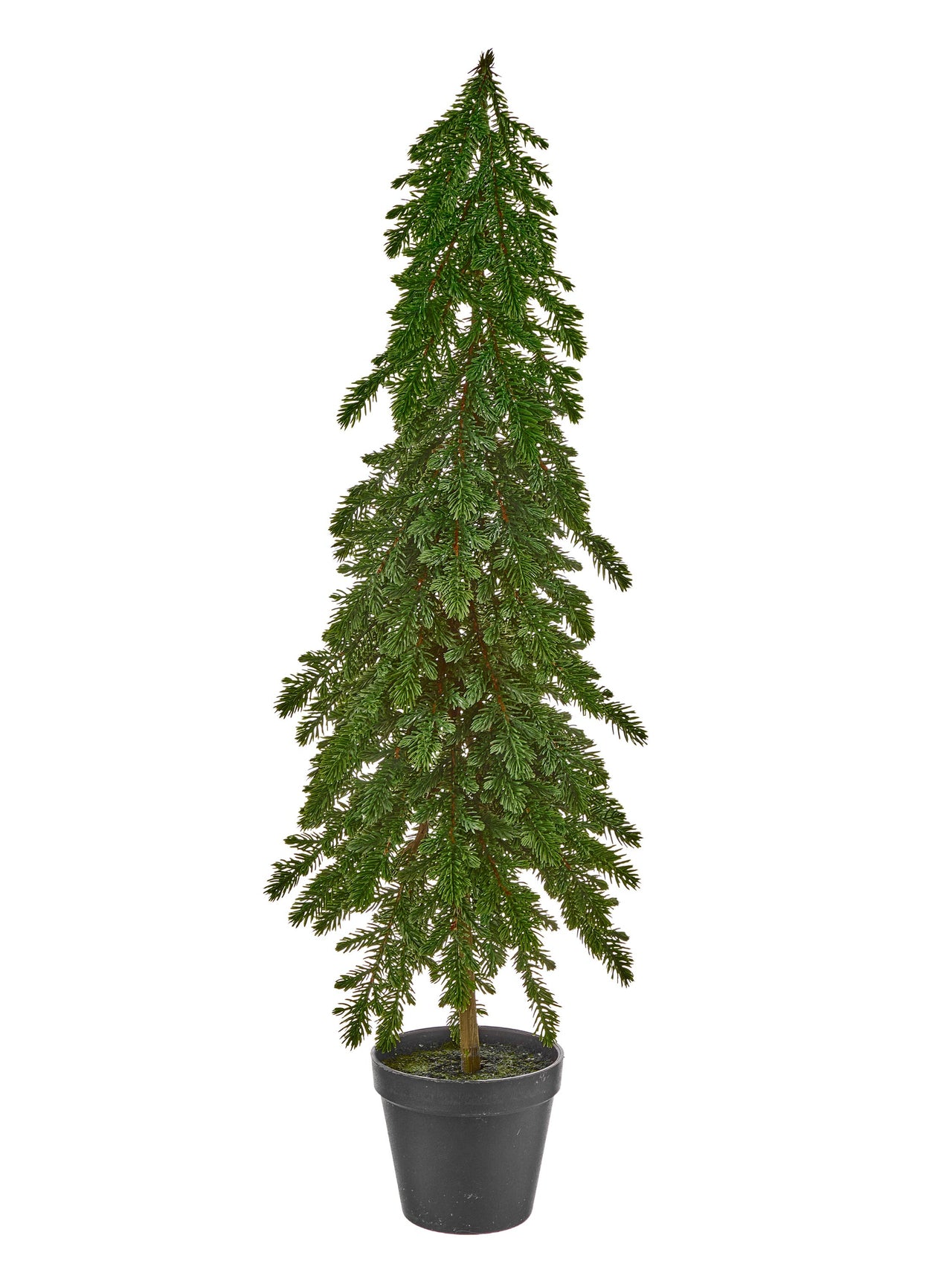30" Potted Spruce Sappling Tree