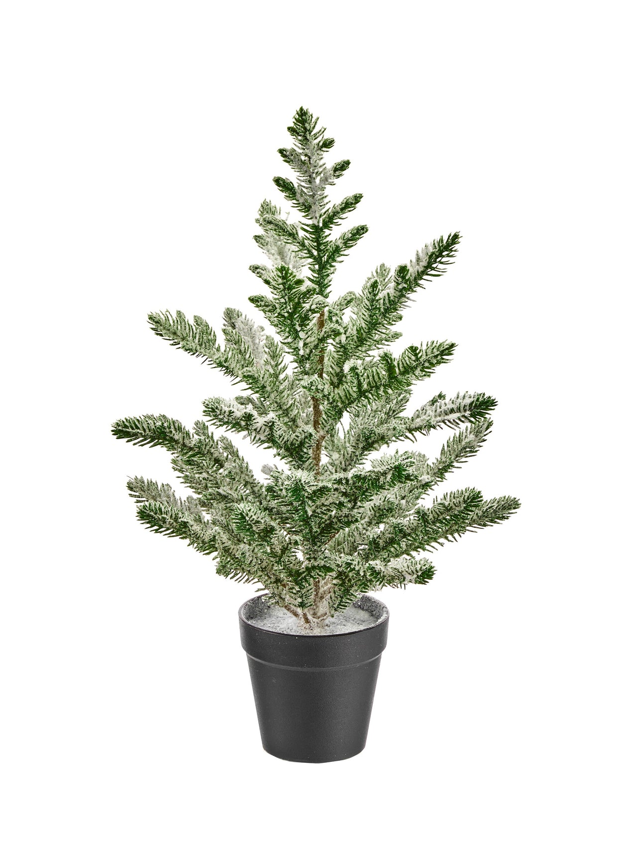 15" Potted Snow Spruce Tree