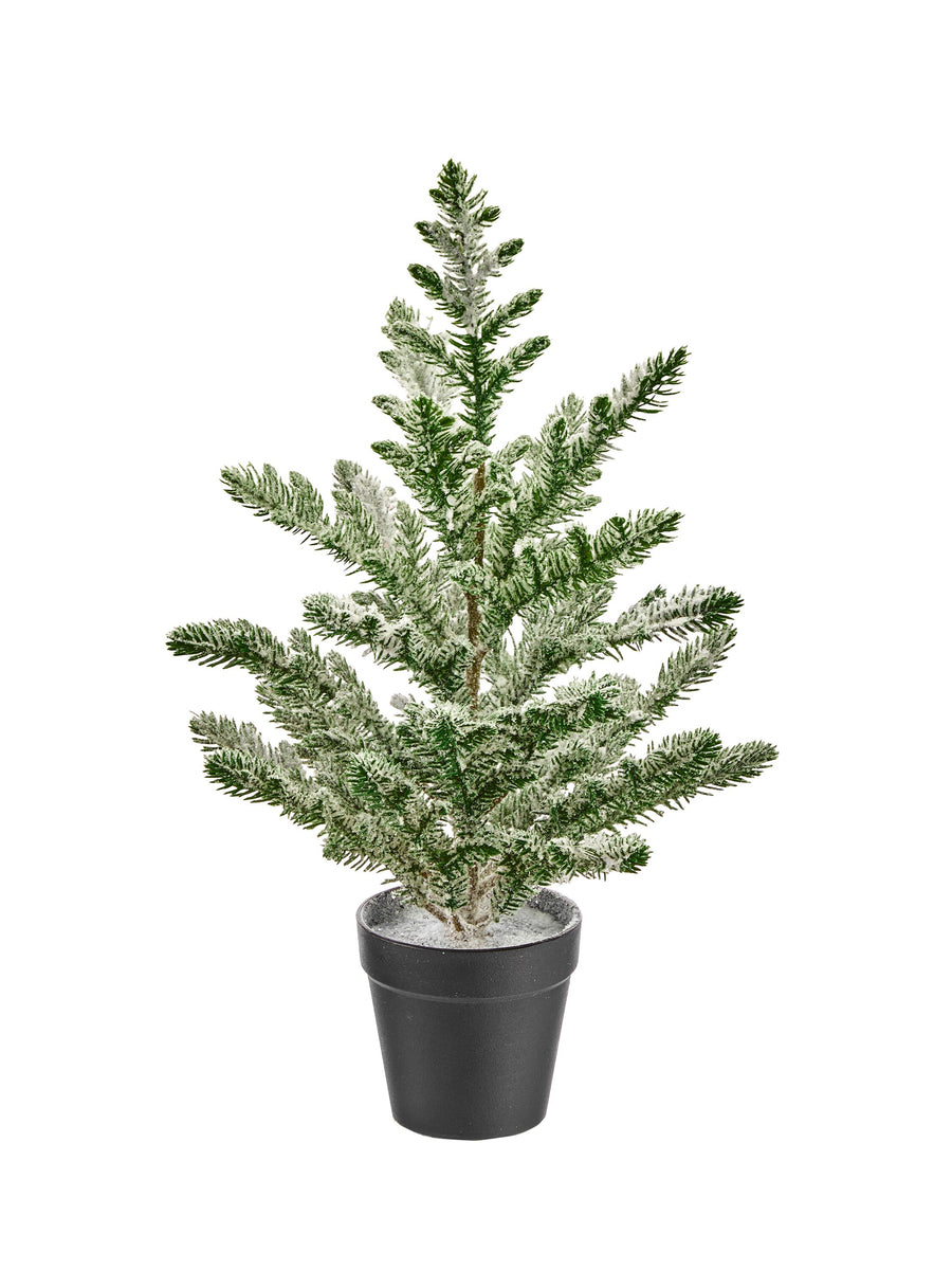15" Potted Snow Spruce Tree