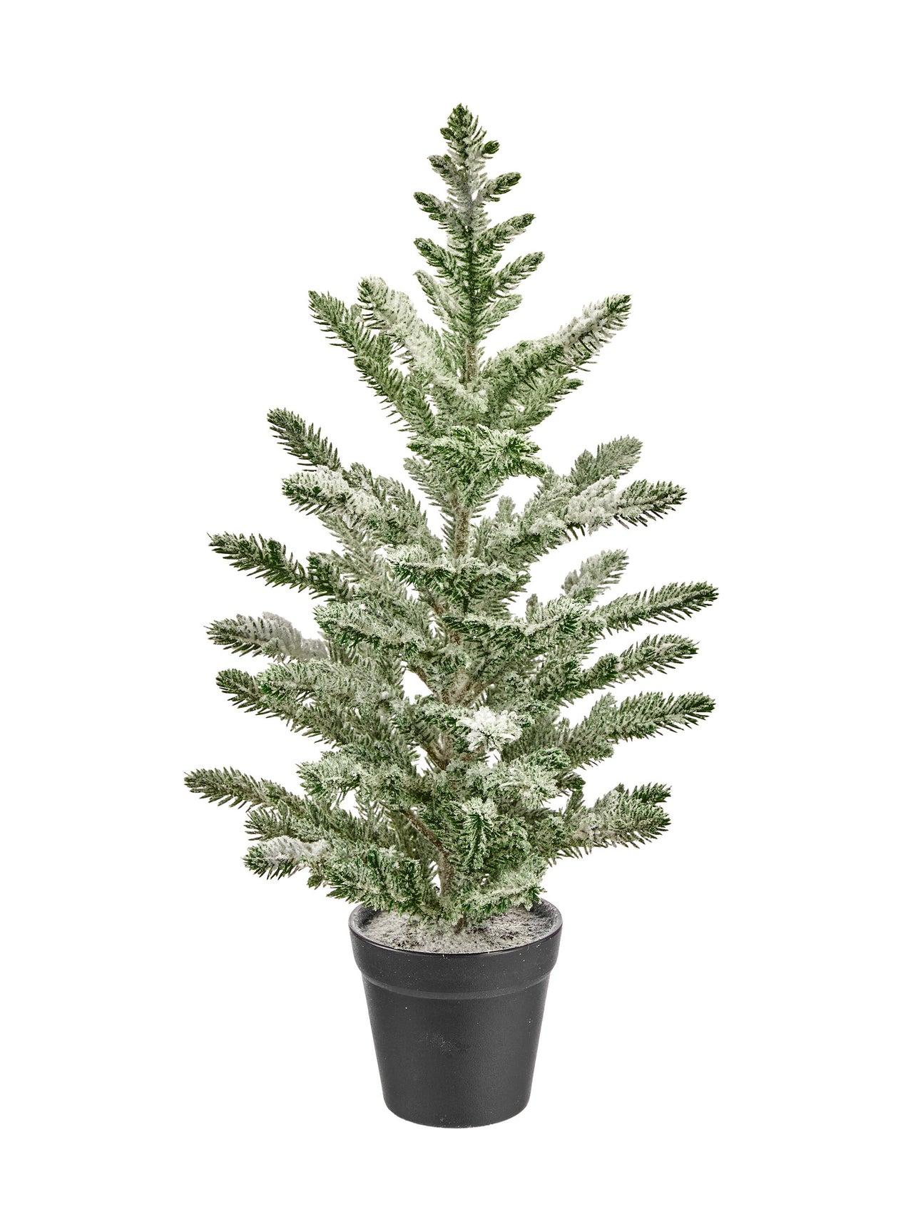 20" Potted Snow Spruce Tree