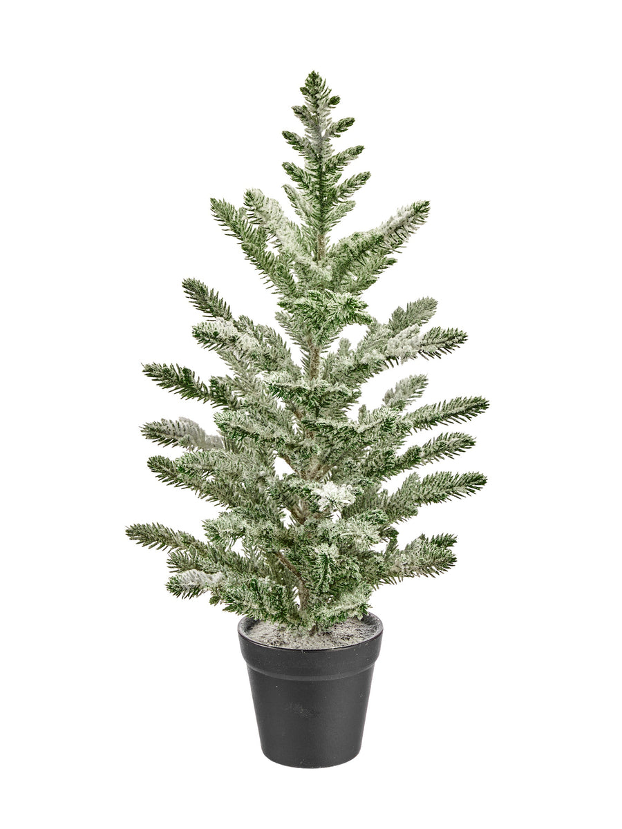 20" Potted Snow Spruce Tree