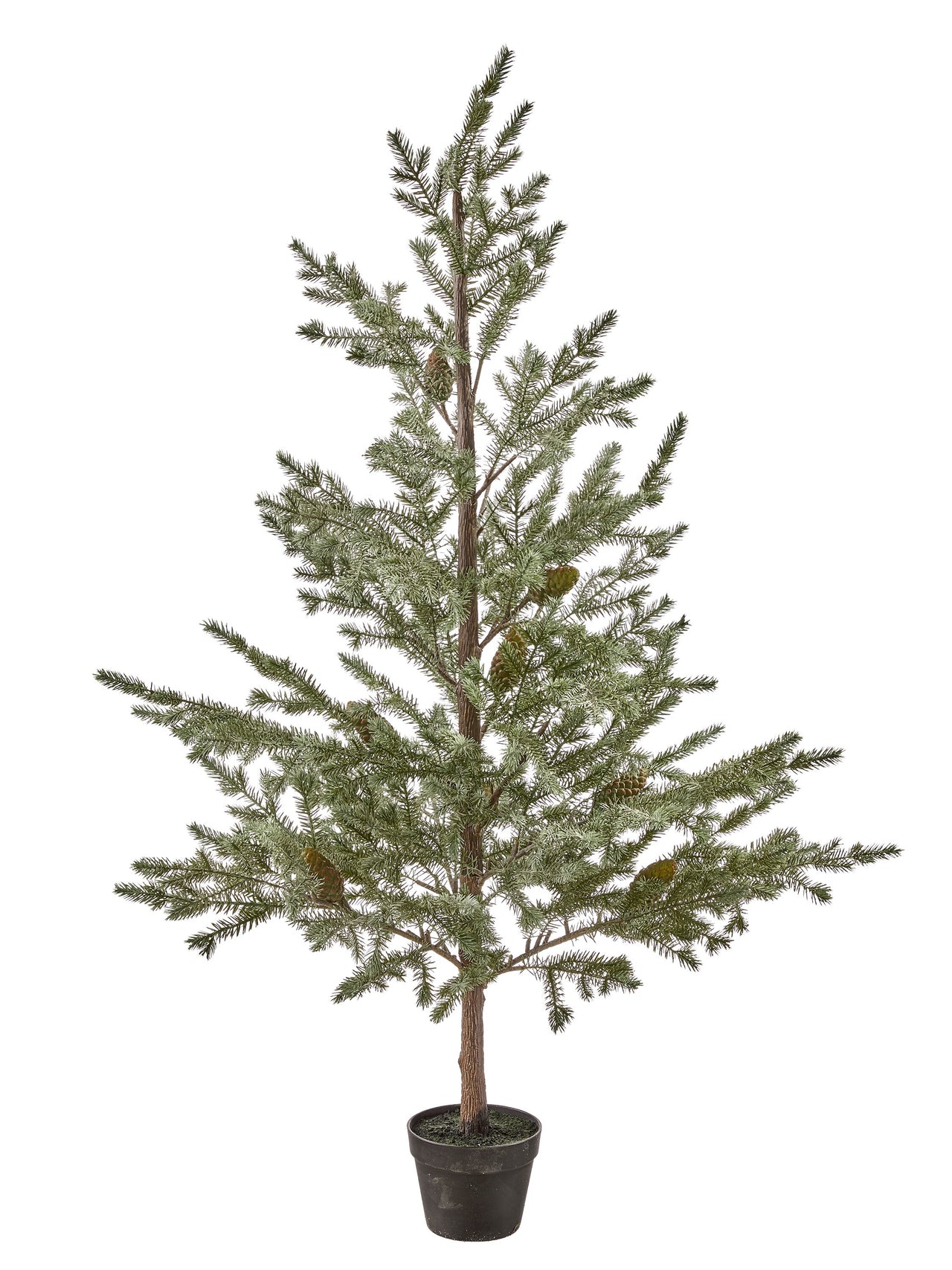 62" Potted Silver Fir Tree Kd