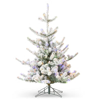 4.5' Snowy Deluxe Rocky Mountain Spruce with Brilliant Color Change LE