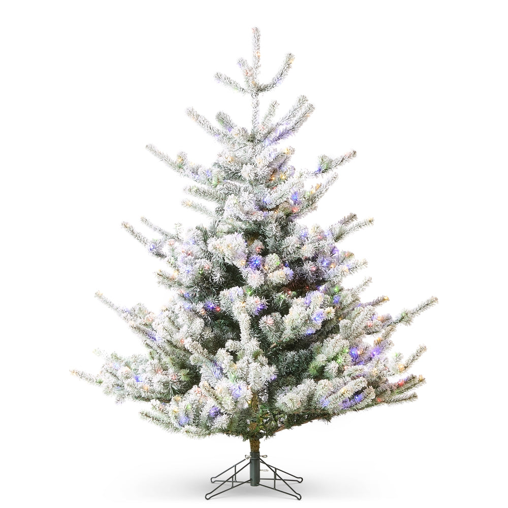 5.5' Snowy Deluxe Rocky Mountain Spruce with Brilliant Color Change LE