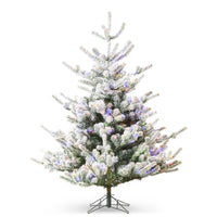 5.5' Snowy Deluxe Rocky Mountain Spruce with Brilliant Color Change LE
