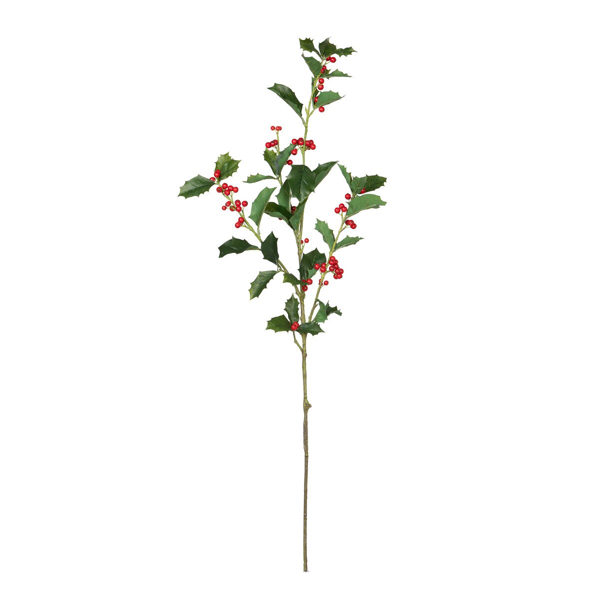 English Holly Stem