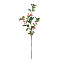 English Holly Stem