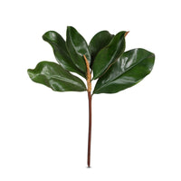 Magnolia Leaves