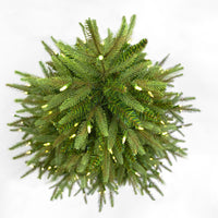 5' Pre-Lit Clear Incandescent Grand Fir Medium Tree