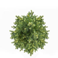 10' Pre-Lit Warm White LED Charleston Tree